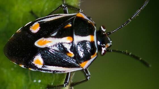 chinche pintada|4.-Ninfa-3-bagrada-239x300|Reunión-de-trabajo-300x194|743b5187-770c-40fa-b492-871d8af3af64-300x225|brassicas cabecera